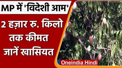Madhya Pradesh : धार में Afganisthan के 'अमरापुरी' और Maxico का 'पटपल' आम की खेती  | वनइंडिया हिंदी