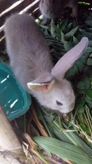 bunnies eating