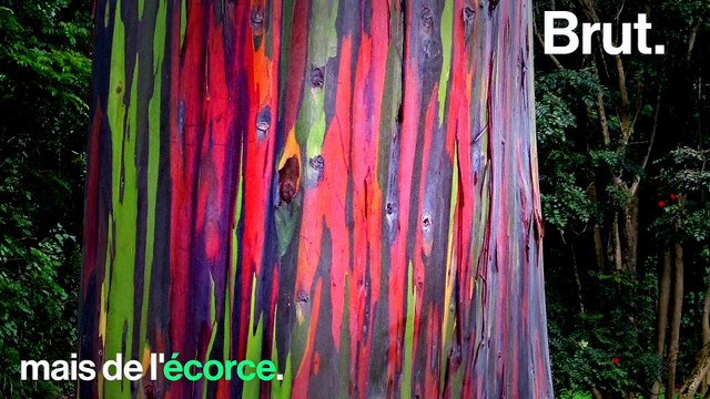 Les couleurs chatoyantes de l'eucalyptus arc-en-ciel