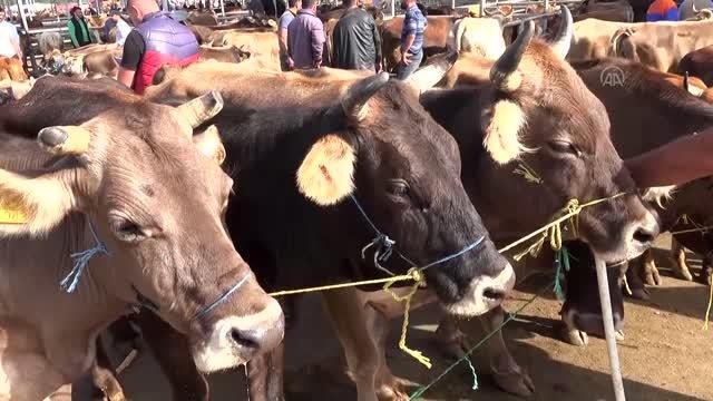 Sarkışla'da Kurban Bayramı öncesi yoğunluk yaşanıyor