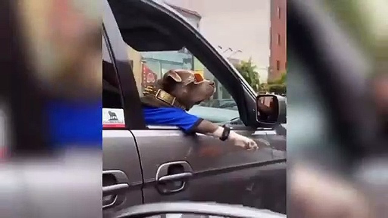 Funny cat videos 2021