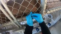 Docenas de animales en el Zoológico de Oakland reciben sus vacunas contra COVID-19