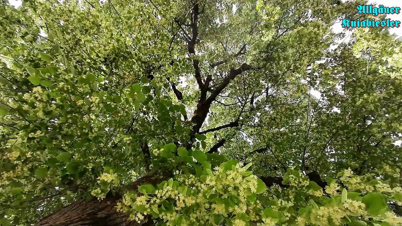Maibock ländler - allgäuer kniabiesler