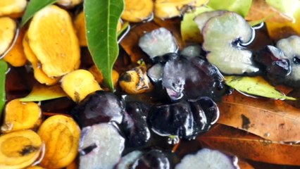 North Queensland woman reviving ancient Indigenous weaving practices