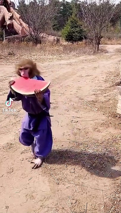 funny videos 