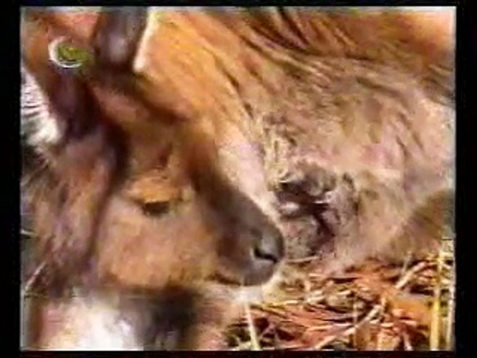 اضحك مع عشنا و شفنا (أطفال بدون موسيقى) 00_00_00-00_59_50