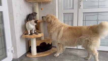 Cat and Kitten Shocked by Golden Retriever occupying Cat's Tree!