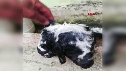 ÇİFT BAŞLI DOĞAN KUZU, 10 DAKİKA YAŞAYABİLDİ