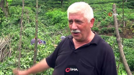 Kilosu 500 lirayı bulan ıhlamurun hasadına başlandı