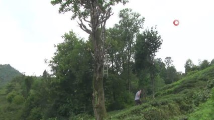 Kilosu 500 lirayı bulan ıhlamurun hasadına başlandı