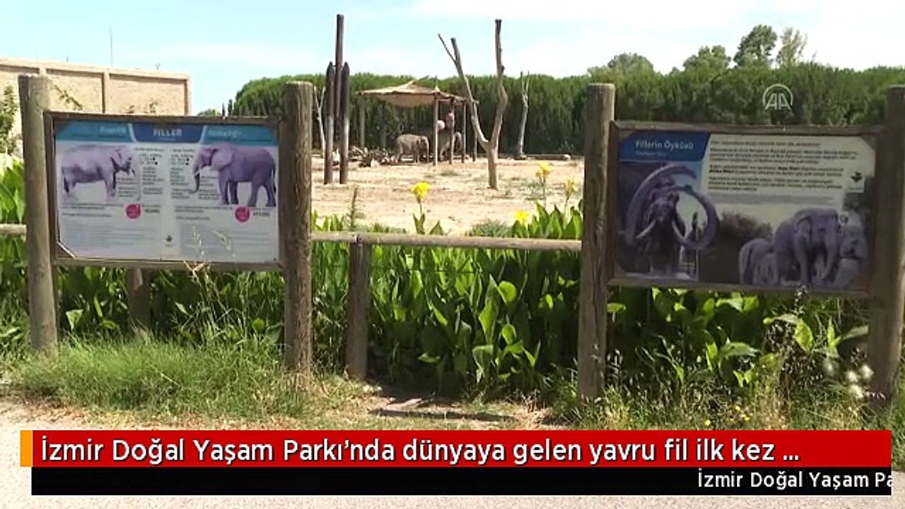 İzmir Doğal Yaşam Parkı'nda dünyaya gelen yavru fil ilk kez bahçeye çıkarıldı