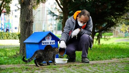 Kağıthane'de yavru kediler için seferber olundu