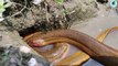 Best Eel Fishing   Boy Hunting Eel Fish From Very Deep Fish Hole By Hand