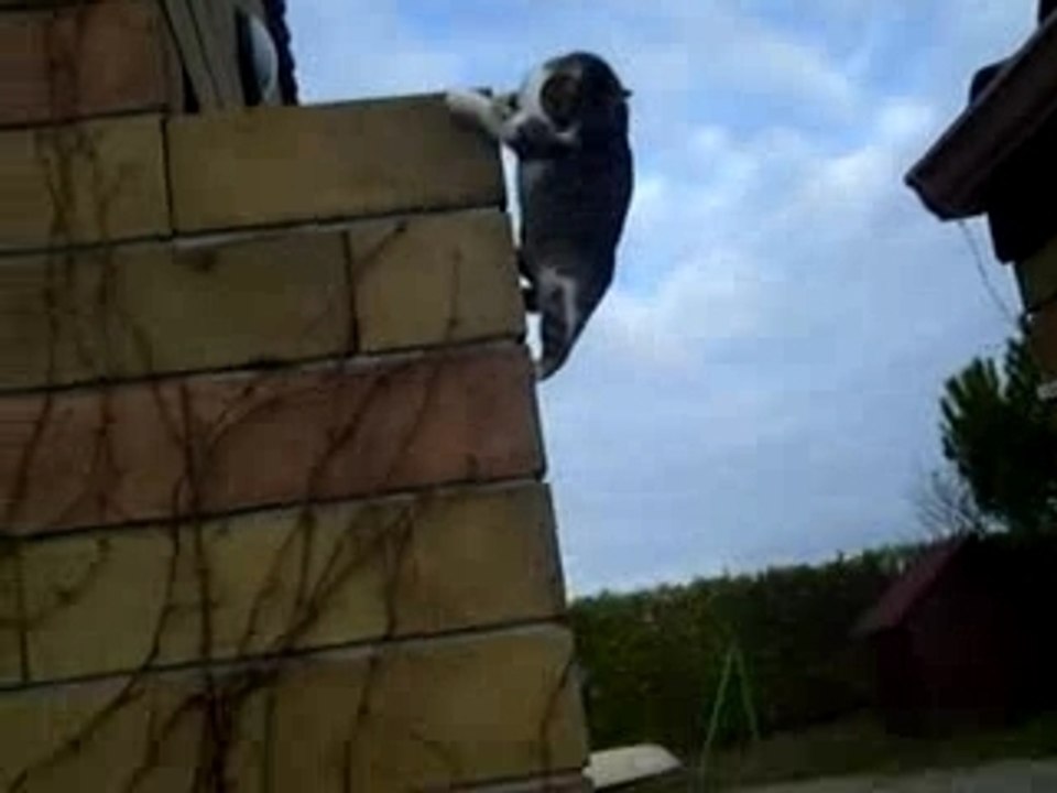 SAUT DE CHAT