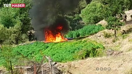 Jandarma PKK'nın uyuşturucu tarlalarını imha etti