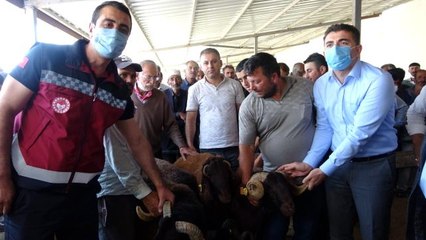 Bingöl'de 139 üreticiye 516 adet damızlık koç ve teke dağıtıldı