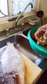#ostion #almeja #pescado #marisco comiendo en la #Cocina
