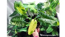 45 types of philodendron plants | PART 1 , 45 tipe tanaman philodendron