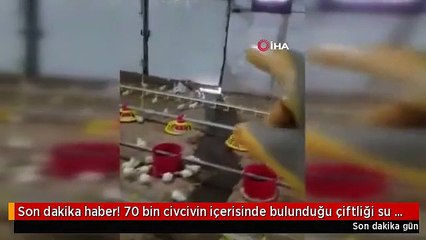 Son dakika haber! 70 bin civcivin içerisinde bulunduğu çiftliği su bastı, o anlar kameraya böyle yansıdı