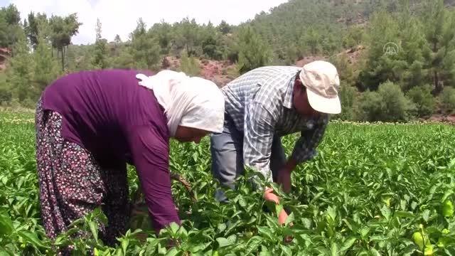 Tescilli Kale biberi nde hasat başladı
