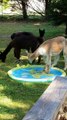 Alpaca Enjoys Splash Pool on a Summer Day