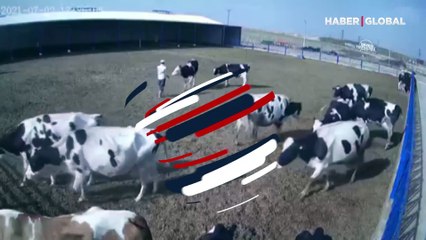 Öfkeli boğanın kurbanı olan çoban kamerada