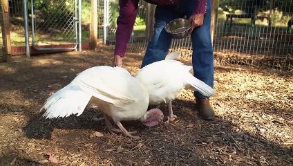 CUTE FUNY ANIMALS AWW SO CUTE