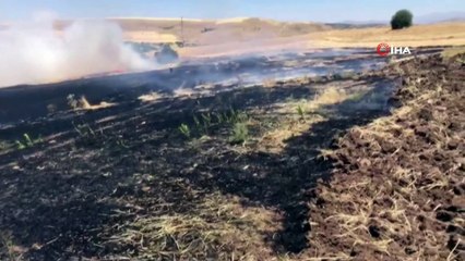 Tunceli’de 150 dönümlük ekili alan küle döndü