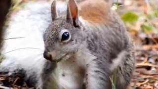 Fast And Furious Cute Squirrel Funny | Pets And Animals Funny | #shorts