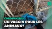 Contre le Covid, ce zoo en Californie teste un vaccin expérimental sur ses animaux