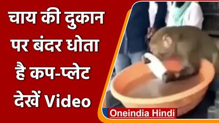 Tea Stall पर बर्तन धोता दिखा Monkey, Social Media पर Video हुआ Viral | वनइंडिया हिंदी
