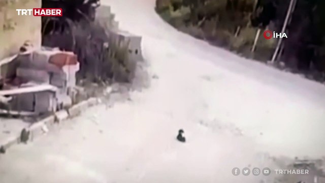 Göz göre göre yavru köpeği ezdi