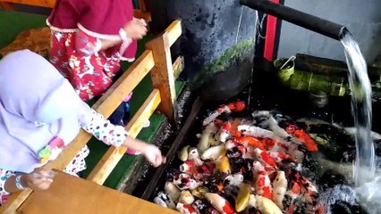 Kasih makan ikan, ikannya banyak dan besar sekali