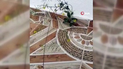 Binanın 4. katında fayans arasından çıkan çiçek şaşırttı