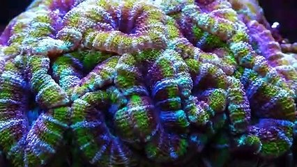 BEAUTY OF NATURE  _  UNDERWATER  _