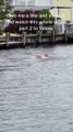 Man Jumps Into Toms River in New Jersey to Save Fawn From Drowning