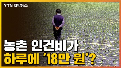 [자막뉴스] '18만 원' 까지 치솟은 일당...비상 걸린 농촌 상황 / YTN