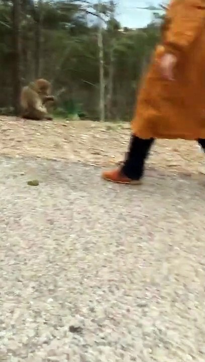 Zaadod funny monkey