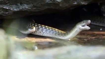 Yılanların inanılmaz balık avı