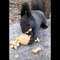 Cute baby animals Videos Compilation cute moment of the animals  Cutest Animals part 2