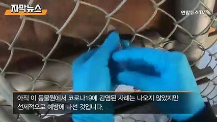 [자막뉴스] 나도 백신 맞았다…퓨마·흑곰 이어 호랑이도