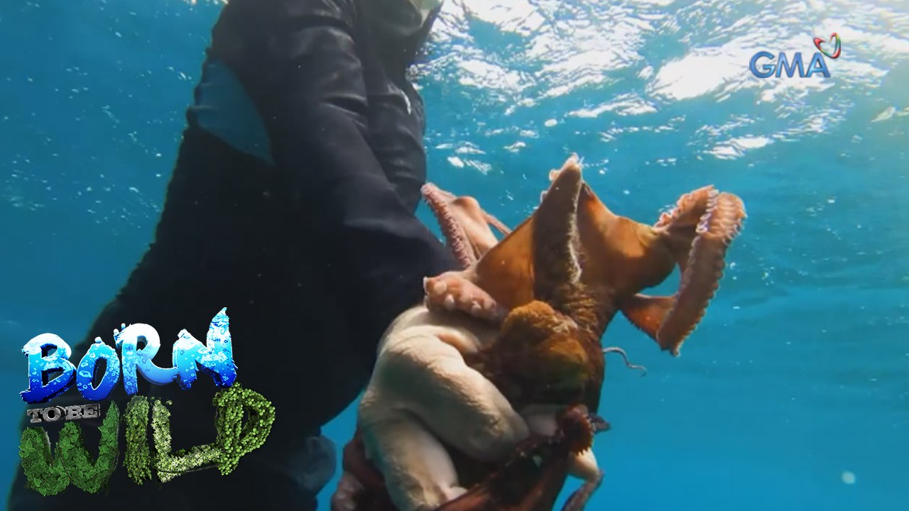 Born to be Wild: Octopus fishery in the Philippines