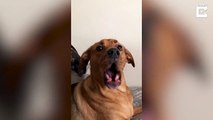 Talking Dog Tells Owner How Much He Loves Her # ANIMAL LOVERS