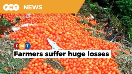 Cameron Highlands farmers lament as vegetables left to rot amid lockdown