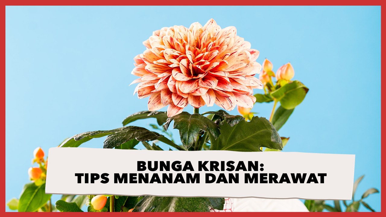 Bunga Krisan: Tips Menanam dan Merawat