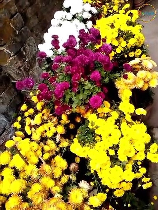 Our Garden Flower