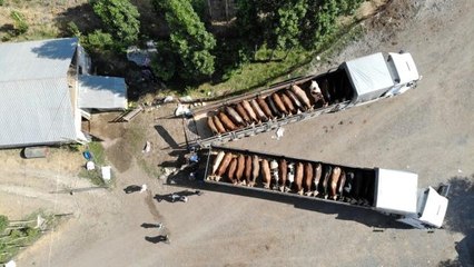 Muş'tan Batı illerine kurbanlık sevkiyatı başladı