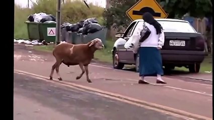 Psikopat koyun herkesi yere serdi