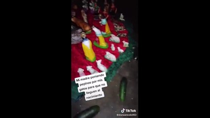 Los Mejores Tik Toks De Gatos Y Perros #15 - Recopilación De Tik Toks De Animales