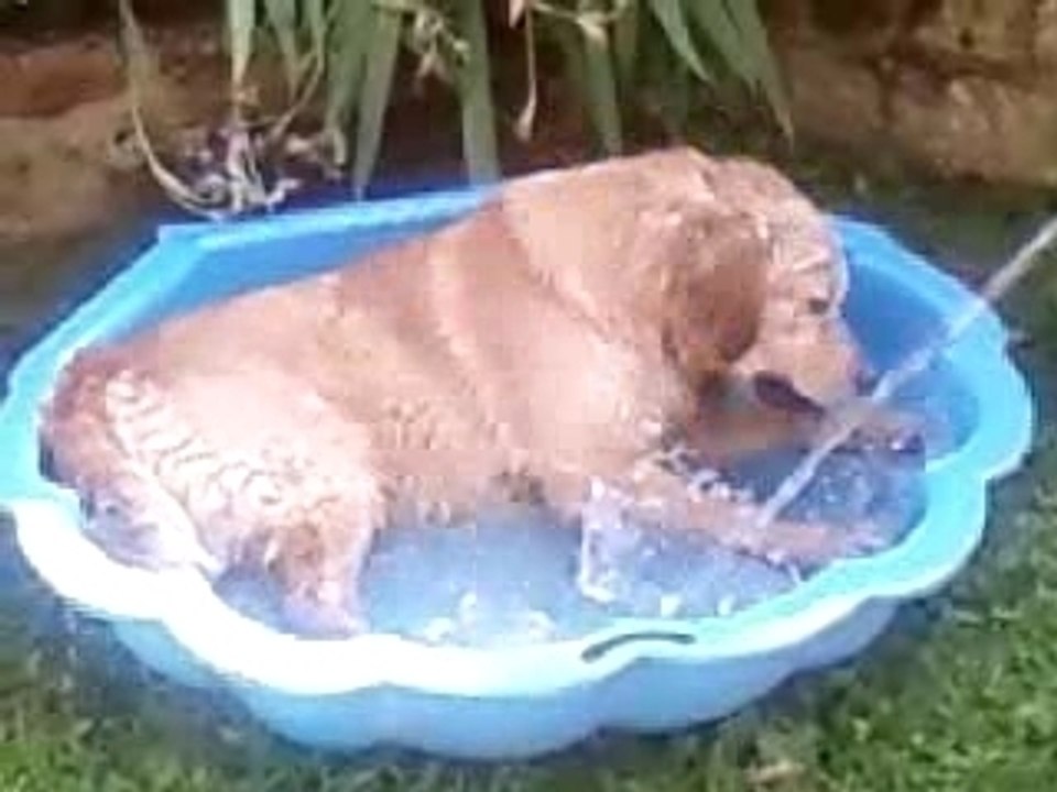 Bud a la piscine